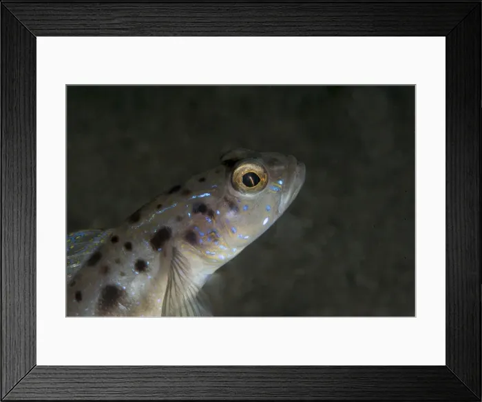 Framed Print : Spotted shrimp goby (Amblyeleotris guttata), Sulawesi, Indonesia, Southeast Asia, Asia Framed Print : Spotted shrimp goby (Amblyeleotris guttata), Sulawesi, Indonesia, Southeast Asia, Asia