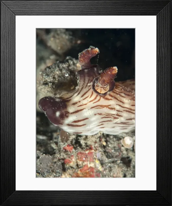 Framed Print : Jorunna rubescens nudibranch, Sulawesi, Indonesia, Southeast Asia, Asia Framed Print : Jorunna rubescens nudibranch, Sulawesi, Indonesia, Southeast Asia, Asia