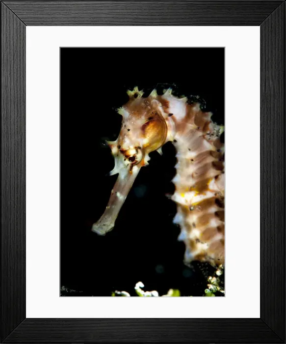 Framed Print : Thorny seahorse (Hippocampus hystrix), Sulawesi, Indonesia, Southeast Asia, Asia Framed Print : Thorny seahorse (Hippocampus hystrix), Sulawesi, Indonesia, Southeast Asia, Asia