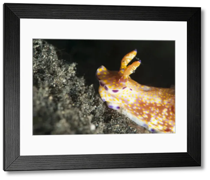 Framed Print : Ceratosoma tenue nudibranch, Sulawesi, Indonesia, Southeast Asia, Asia Framed Print : Ceratosoma tenue nudibranch, Sulawesi, Indonesia, Southeast Asia, Asia