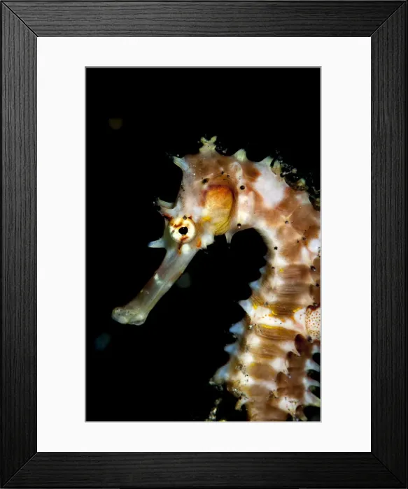 Framed Print : Thorny seahorse (Hippocampus hystrix), Sulawesi, Indonesia, Southeast Asia, Asia Framed Print : Thorny seahorse (Hippocampus hystrix), Sulawesi, Indonesia, Southeast Asia, Asia