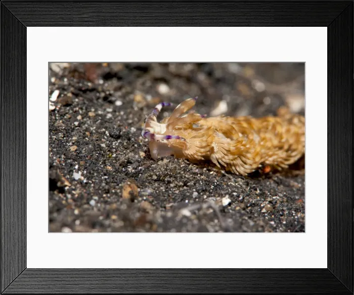 Framed Print : Pteraeolidia ianthina nudibranch, Sulawesi, Indonesia, Southeast Asia, Asia Framed Print : Pteraeolidia ianthina nudibranch, Sulawesi, Indonesia, Southeast Asia, Asia