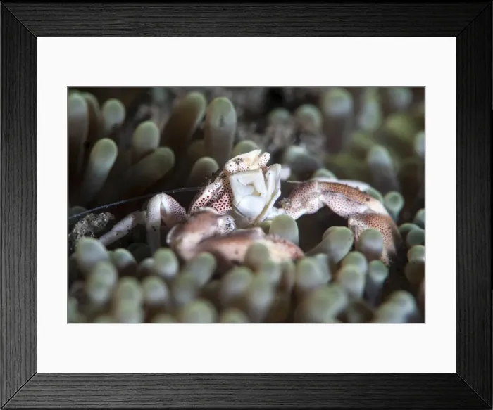 Framed Print : Porcelain crab (Neopetrolisthes maculata), Sulawesi, Indonesia, Southeast Asia, Asia Framed Print : Porcelain crab (Neopetrolisthes maculata), Sulawesi, Indonesia, Southeast Asia, Asia