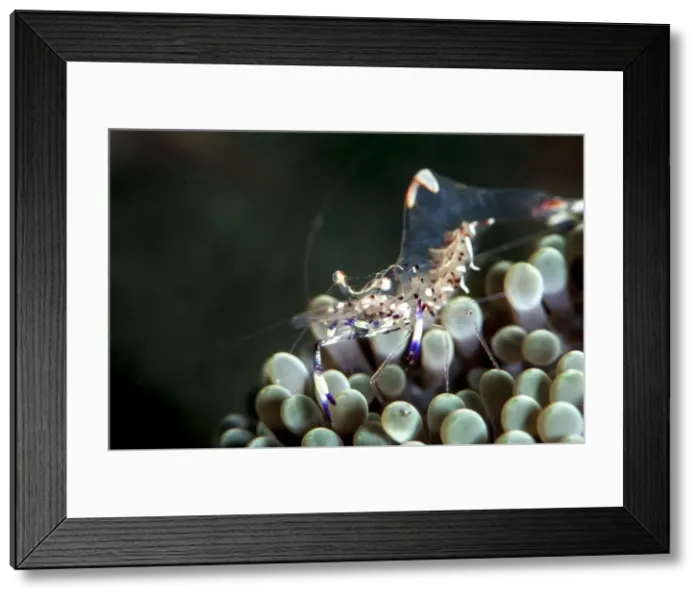 Framed Print : Anemone shrimp (Periclimenes venustus), Sulawesi, Indonesia, Southeast Asia, Asia Framed Print : Anemone shrimp (Periclimenes venustus), Sulawesi, Indonesia, Southeast Asia, Asia