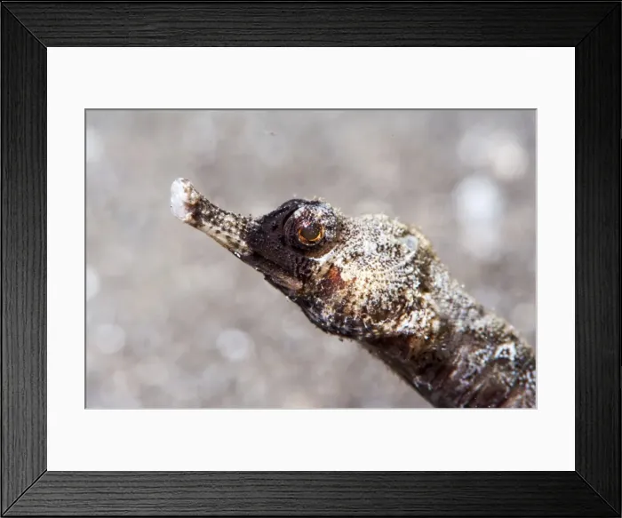 Framed Print : Winged pipefish (Halicmapus macrorhynchus), Sulawesi, Indonesia, Southeast Asia, Asia Framed Print : Winged pipefish (Halicmapus macrorhynchus), Sulawesi, Indonesia, Southeast Asia, Asia