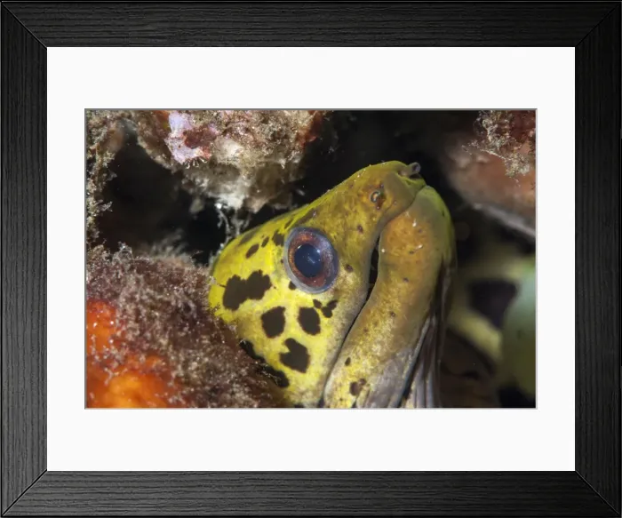 Framed Print : Undulated moray eel (Gymnothorax undulatus), Sulawesi, Indonesia, Southeast Asia, Asia Framed Print : Undulated moray eel (Gymnothorax undulatus), Sulawesi, Indonesia, Southeast Asia, Asia