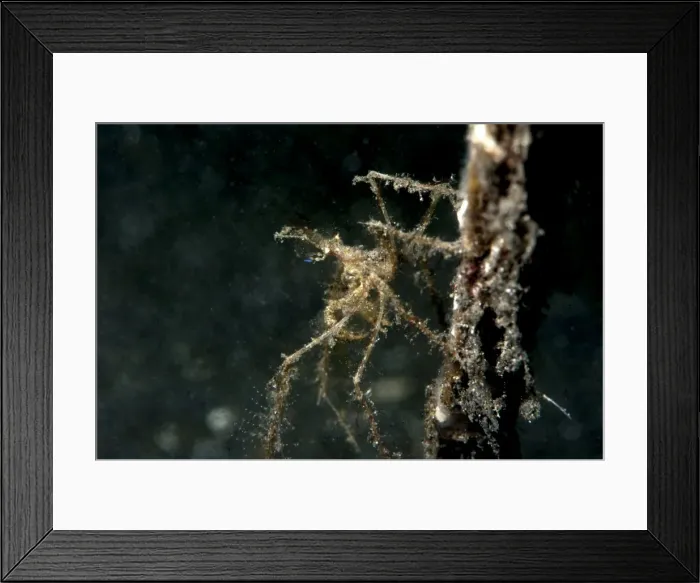 Framed Print : Spider crab (Acheus japonicus), Sulawesi, Indonesia, Southeast Asia, Asia Framed Print : Spider crab (Acheus japonicus), Sulawesi, Indonesia, Southeast Asia, Asia