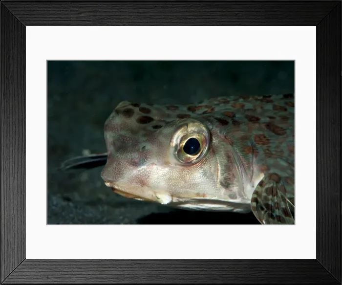 Framed Print : Flying gurnard (Dactyloptena orientalis), Sulawesi, Indonesia, Southeast Asia, Asia Framed Print : Flying gurnard (Dactyloptena orientalis), Sulawesi, Indonesia, Southeast Asia, Asia