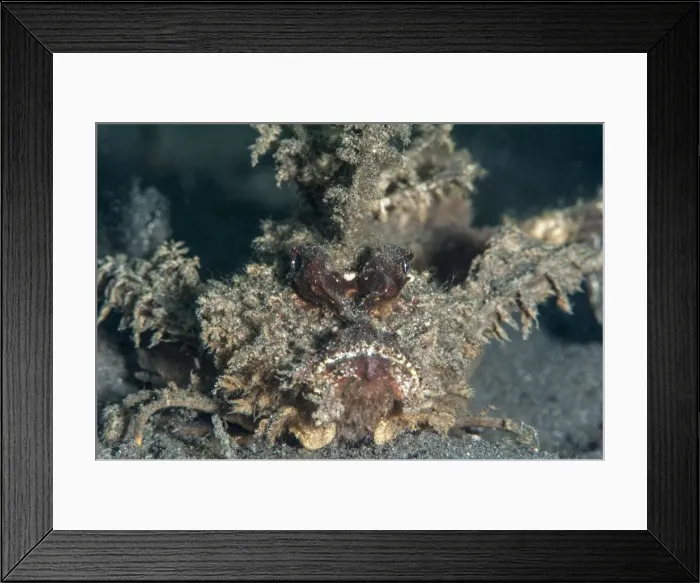 Framed Print : Ambon scorpionfish (Pteroidichthys amboinensis), Sulawesi, Indonesia, Southeast Asia, Asia