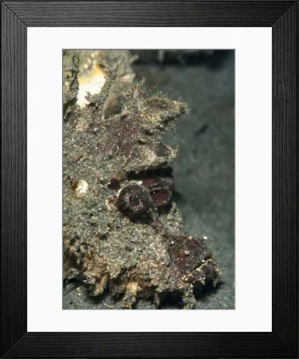 Framed Print : Ambon scorpionfish (Pteroidichthys amboinensis), Sulawesi, Indonesia, Southeast Asia, Asia Framed Print : Ambon scorpionfish (Pteroidichthys amboinensis), Sulawesi, Indonesia, Southeast Asia, Asia