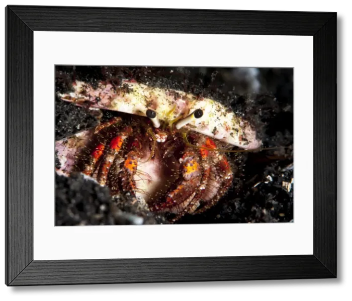 Framed Print : Hermit crab (Clibanarius seurati), Sulawesi, Indonesia, Southeast Asia, Asia Framed Print : Hermit crab (Clibanarius seurati), Sulawesi, Indonesia, Southeast Asia, Asia