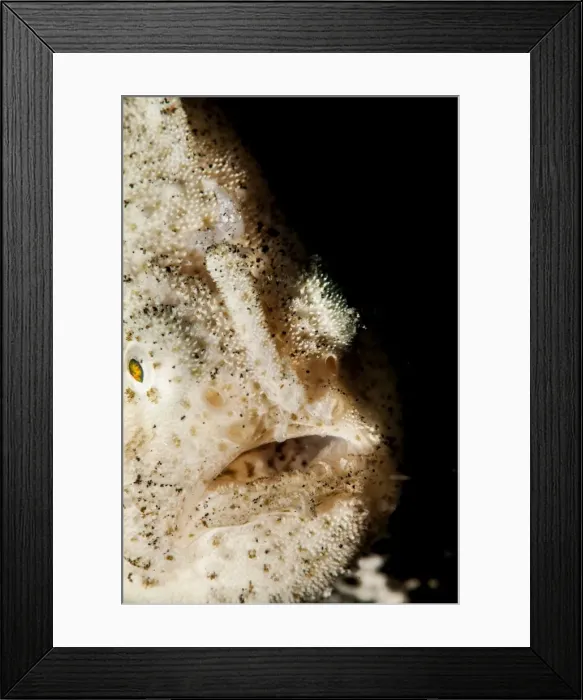 Framed Print : Hispid frogfish (Antennarius hispidus), Sulawesi, Indonesia, Southeast Asia, Asia Framed Print : Hispid frogfish (Antennarius hispidus), Sulawesi, Indonesia, Southeast Asia, Asia