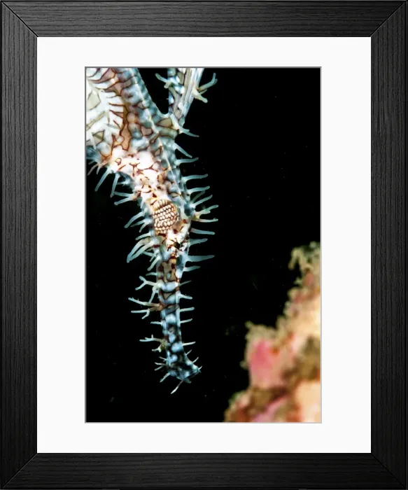 Framed Print : Ornate ghostpipefish (Solenostomus paradoxus) female, Sulawesi, Indonesia, Southeast Asia, Asia Framed Print : Ornate ghostpipefish (Solenostomus paradoxus) female, Sulawesi, Indonesia, Southeast Asia, Asia
