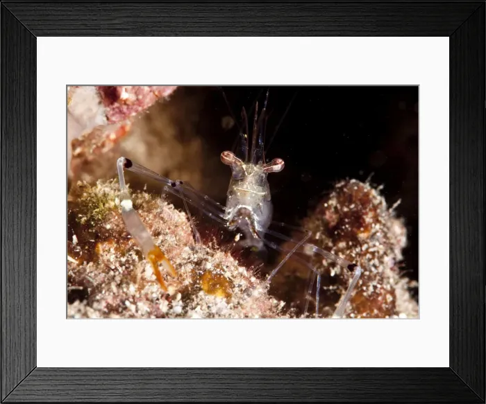 Framed Print : Commensal shrimp (Periclimenes tenuipes), Sulawesi, Indonesia, Southeast Asia, Asia Framed Print : Commensal shrimp (Periclimenes tenuipes), Sulawesi, Indonesia, Southeast Asia, Asia