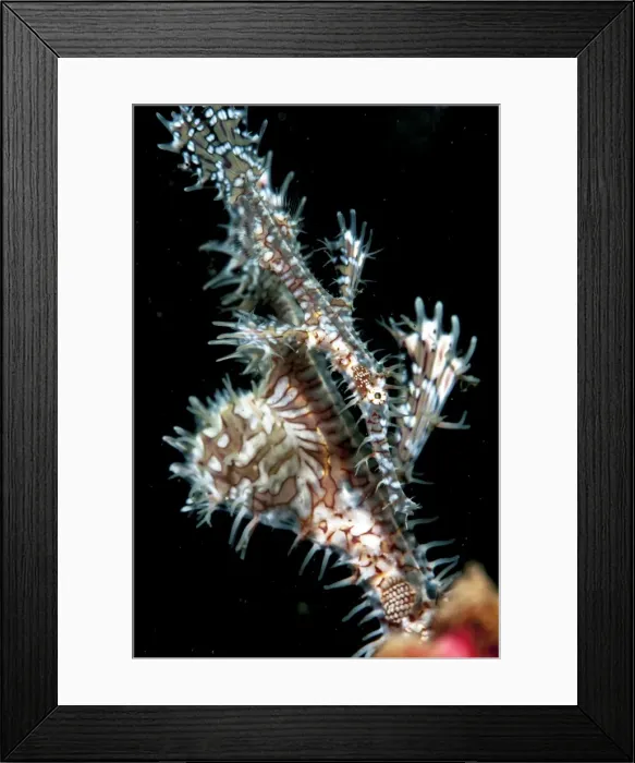 Framed Print : Ornate ghostpipefish (Solenostomus paradoxus) female, Sulawesi, Indonesia, Southeast Asia, Asia Framed Print : Ornate ghostpipefish (Solenostomus paradoxus) female, Sulawesi, Indonesia, Southeast Asia, Asia