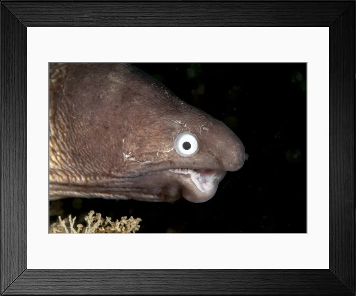 Framed Print : Deformed white eyed moray eel (Siderea thysoidea), Sulawesi, Indonesia, Southeast Asia, Asia Framed Print : Deformed white eyed moray eel (Siderea thysoidea), Sulawesi, Indonesia, Southeast Asia, Asia