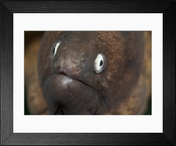 Framed Print : White eyed moray eel (Siderea thysoidea), Sulawesi, Indonesia, Southeast Asia, Asia Framed Print : White eyed moray eel (Siderea thysoidea), Sulawesi, Indonesia, Southeast Asia, Asia