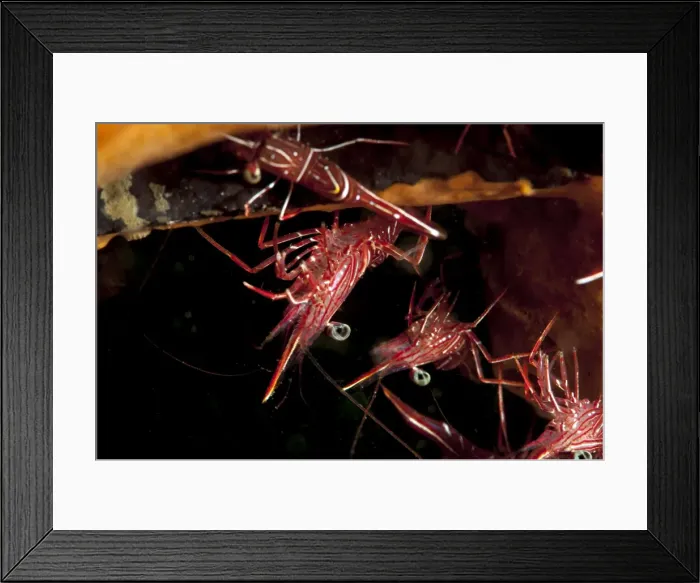 Framed Print : Hinge beak shrimp (Rhynchocinete durbanensis), Sulawesi, Indonesia, Southeast Asia, Asia Framed Print : Hinge beak shrimp (Rhynchocinete durbanensis), Sulawesi, Indonesia, Southeast Asia, Asia