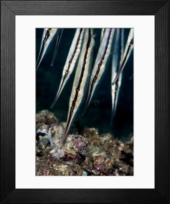 Framed Print : Razorfish (Aeoliscus strigatus), Sulawesi, Indonesia, Southeast Asia, Asia Framed Print : Razorfish (Aeoliscus strigatus), Sulawesi, Indonesia, Southeast Asia, Asia