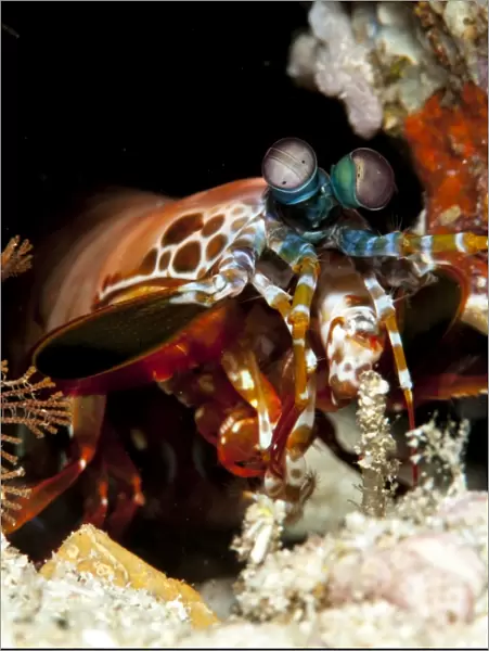 Peacock mantis shrimp (Odontodactylus scyallarus), Sulawesi, Indonesia, Southeast Asia, Asia