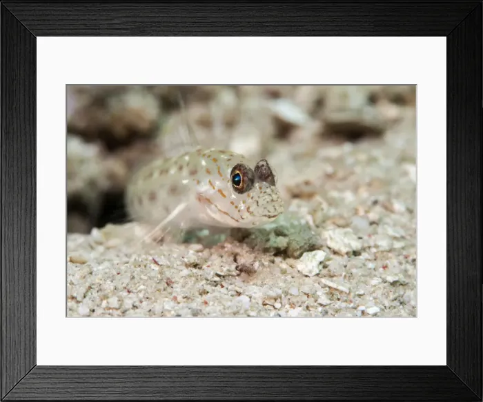 Framed Print : Gold speckled shrimp goby (Ctenogobiops pomastictus), Sulawesi, Indonesia, Southeast Asia, Asia