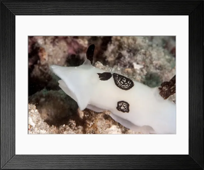 Framed Print : Nudibranch (Jorunna funebris), Sulawesi, Indonesia, Southeast Asia, Asia