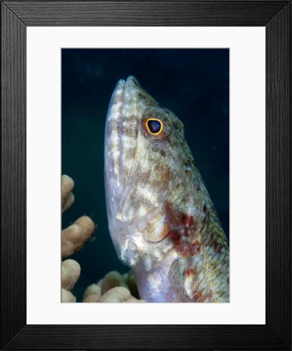 Framed Print : Lizardfish (Synodus sp. ), Sulawesi, Indonesia, Southeast Asia, Asia Framed Print : Lizardfish (Synodus sp. ), Sulawesi, Indonesia, Southeast Asia, Asia