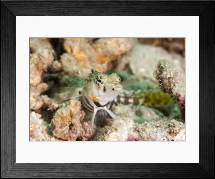 Framed Print : Speckled sandperch (Parapercis hexophthalma), Sulawesi, Indonesia, Southeast Asia, Asia Framed Print : Speckled sandperch (Parapercis hexophthalma), Sulawesi, Indonesia, Southeast Asia, Asia