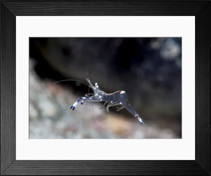 Framed Print : Commensal shrimp (Periclimenes venustus), Sulawesi, Indonesia, Southeast Asia, Asia Framed Print : Commensal shrimp (Periclimenes venustus), Sulawesi, Indonesia, Southeast Asia, Asia