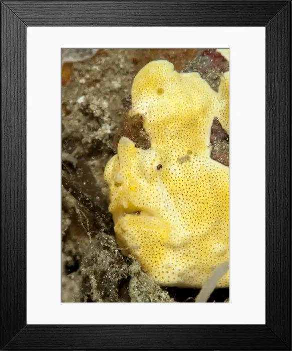 Framed Print : Painted frogfish (Antennarius pictus), Sulawesi, Indonesia, Southeast Asia, Asia Framed Print : Painted frogfish (Antennarius pictus), Sulawesi, Indonesia, Southeast Asia, Asia