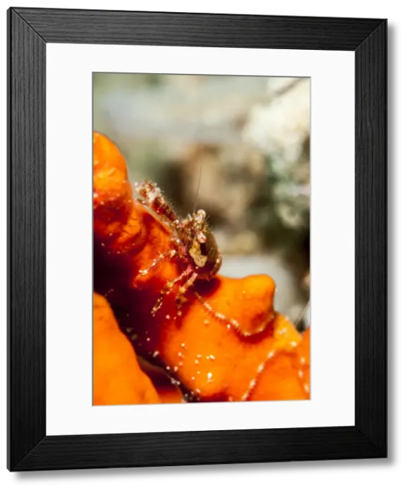 Framed Print : Squat lobster (Galathea sp. ), Sulawesi, Indonesia, Southeast Asia, Asia Framed Print : Squat lobster (Galathea sp. ), Sulawesi, Indonesia, Southeast Asia, Asia
