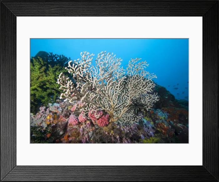 Framed Print : Reef scene, Sulawesi, Indonesia, Southeast Asia, Asia Framed Print : Reef scene, Sulawesi, Indonesia, Southeast Asia, Asia