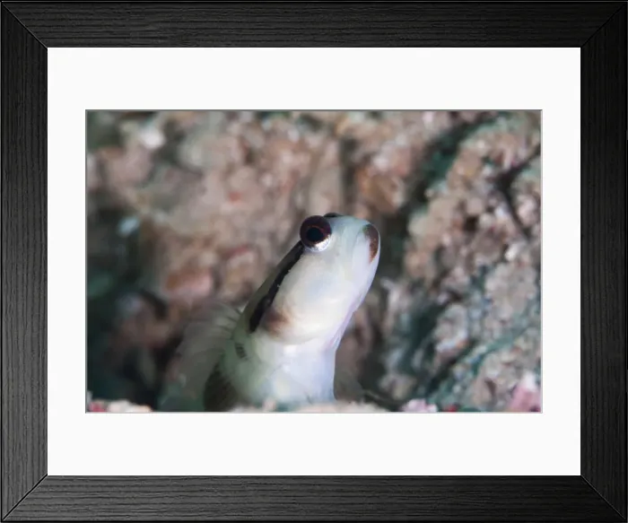 Framed Print : Black line shrimp goby (Myersina nigrivirgate), Sulawesi, Indonesia, Southeast Asia, Asia Framed Print : Black line shrimp goby (Myersina nigrivirgate), Sulawesi, Indonesia, Southeast Asia, Asia