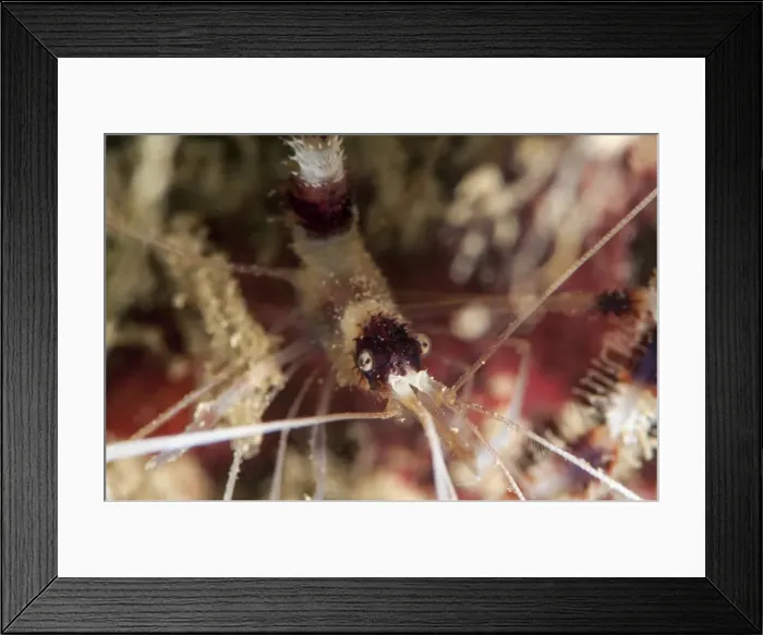 Framed Print : Banded coral shrimp (Stenopus hispidus), Sulawesi, Indonesia, Southeast Asia, Asia Framed Print : Banded coral shrimp (Stenopus hispidus), Sulawesi, Indonesia, Southeast Asia, Asia