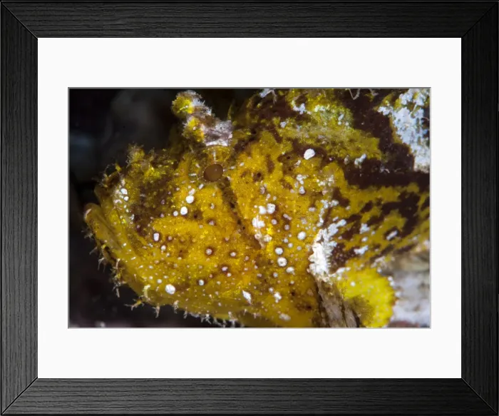 Framed Print : Leaf scorpionfish (Taenianotus triacanthus), Sulawesi, Indonesia, Southeast Asia, Asia Framed Print : Leaf scorpionfish (Taenianotus triacanthus), Sulawesi, Indonesia, Southeast Asia, Asia