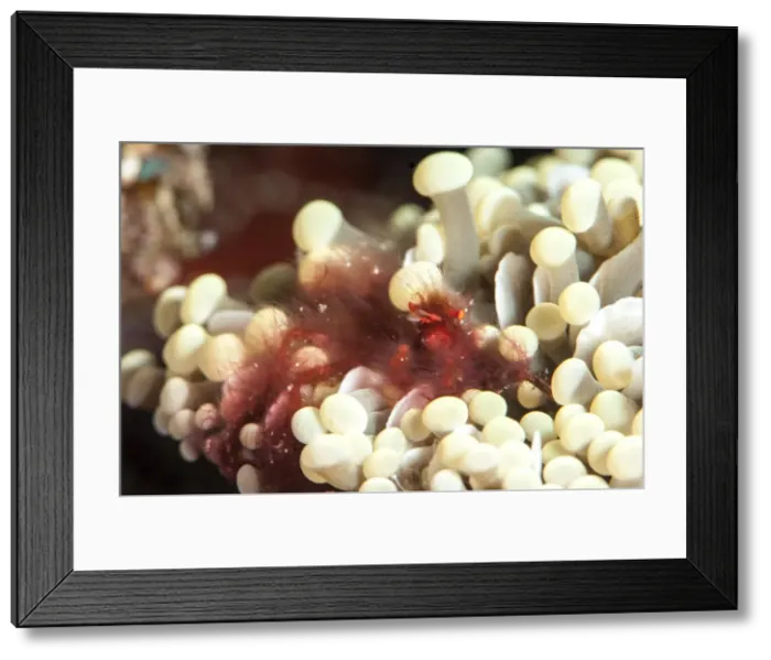 Framed Print : Orangutan crab (Achaeus japonicus) a decorator crab, Sulawesi, Indonesia, Southeast Asia, Asia Framed Print : Orangutan crab (Achaeus japonicus) a decorator crab, Sulawesi, Indonesia, Southeast Asia, Asia