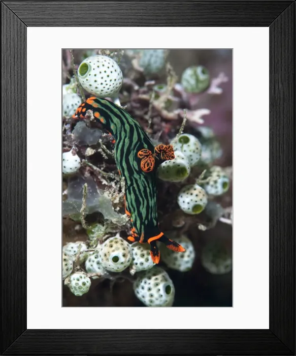 Framed Print : Nudibranch (Nembrotha kubaryana), Sulawesi, Indonesia, Southeast Asia, Asia Framed Print : Nudibranch (Nembrotha kubaryana), Sulawesi, Indonesia, Southeast Asia, Asia