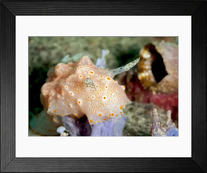 Framed Print : Halgerda carlsoni nudibranch, Sulawesi, Indonesia, Southeast Asia, Asia Framed Print : Halgerda carlsoni nudibranch, Sulawesi, Indonesia, Southeast Asia, Asia
