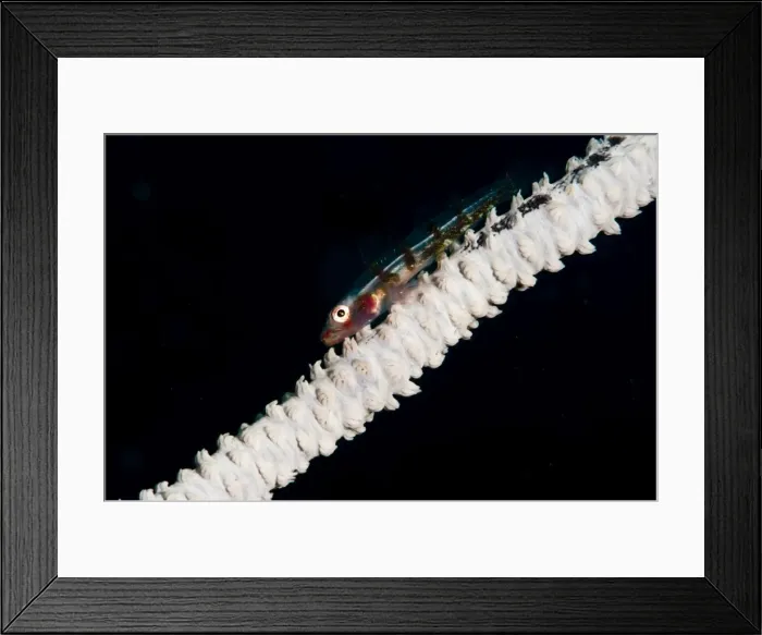 Framed Print : Wire coral goby (Bryaninops yongei), Sulawesi, Indonesia, Southeast Asia, Asia