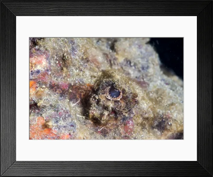 Framed Print : Stonefish eye, Sulawesi, Indonesia, Southeast Asia, Asia Framed Print : Stonefish eye, Sulawesi, Indonesia, Southeast Asia, Asia