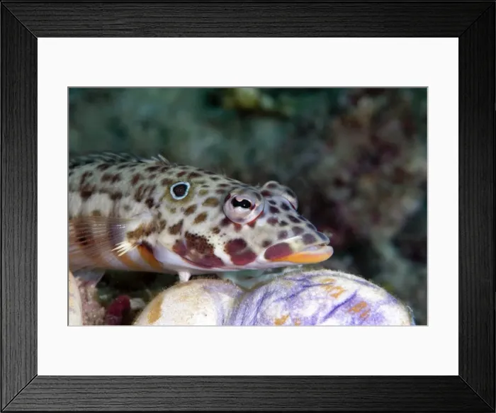 Framed Print : Java sandperch (Parapercis xanthozona), unusual for Sulawesi, as normally only found in waters off Java and Bali, Sulawesi, Indonesia, Southeast Asia, Asia