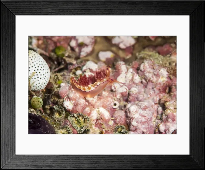 Framed Print : Flabellina rubrolineata nudibranch, Sulawesi, Indonesia, Southeast Asia, Asia Framed Print : Flabellina rubrolineata nudibranch, Sulawesi, Indonesia, Southeast Asia, Asia