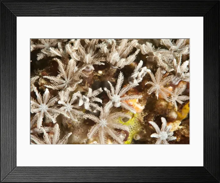 Framed Print : Tree fern soft coral (Clavularia sp. ), Sulawesi, Indonesia, Southeast Asia, Asia Framed Print : Tree fern soft coral (Clavularia sp. ), Sulawesi, Indonesia, Southeast Asia, Asia