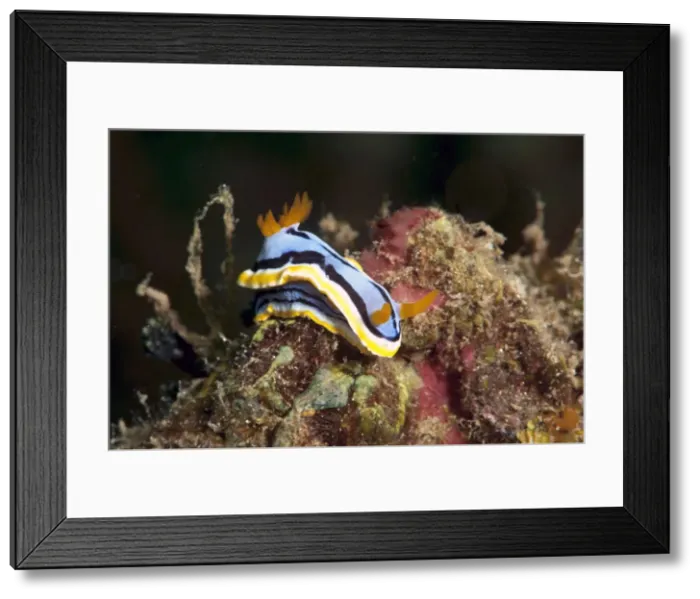 Framed Print : Nudibranch (Chromodoris annae), Sulawesi, Indonesia, Southeast Asia, Asia Framed Print : Nudibranch (Chromodoris annae), Sulawesi, Indonesia, Southeast Asia, Asia