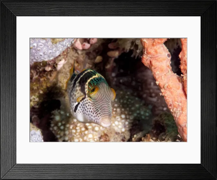 Framed Print : Mimic filefish (Paraluteres prionurus) minics black saddled toby, Sulawesi, Indonesia, Southeast Asia, Asia Framed Print : Mimic filefish (Paraluteres prionurus) minics black saddled toby, Sulawesi, Indonesia, Southeast Asia, Asia