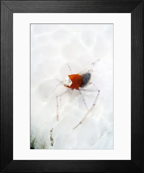 Framed Print : Commensal shrimp (Periclimenes kororensis), Sulawesi, Indonesia, Southeast Asia, Asia Framed Print : Commensal shrimp (Periclimenes kororensis), Sulawesi, Indonesia, Southeast Asia, Asia