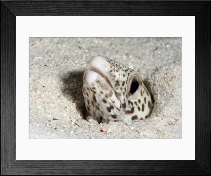 Framed Print : Barred sand conger eel (Poeciloconger fasicatus), Sulawesi, Indonesia, Southeast Asia, Asia Framed Print : Barred sand conger eel (Poeciloconger fasicatus), Sulawesi, Indonesia, Southeast Asia, Asia