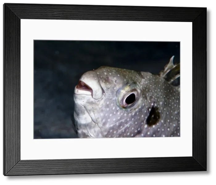 Framed Print : Long finned drummer (Kyphosus vaigiensis), Sulawesi, Indonesia, Southeast Asia, Asia Framed Print : Long finned drummer (Kyphosus vaigiensis), Sulawesi, Indonesia, Southeast Asia, Asia