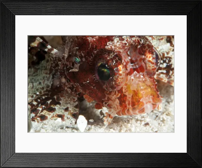 Framed Print : Shortfin lionfish (Dendrochirus brachypterus), Sulawesi, Indonesia, Southeast Asia, Asia Framed Print : Shortfin lionfish (Dendrochirus brachypterus), Sulawesi, Indonesia, Southeast Asia, Asia