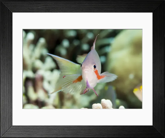 Framed Print : Threadfin anthias (Pseudanthias huchti) male, Sulawesi, Indonesia, Southeast Asia, Asia Framed Print : Threadfin anthias (Pseudanthias huchti) male, Sulawesi, Indonesia, Southeast Asia, Asia